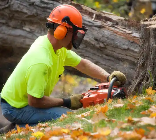 tree services Cleveland